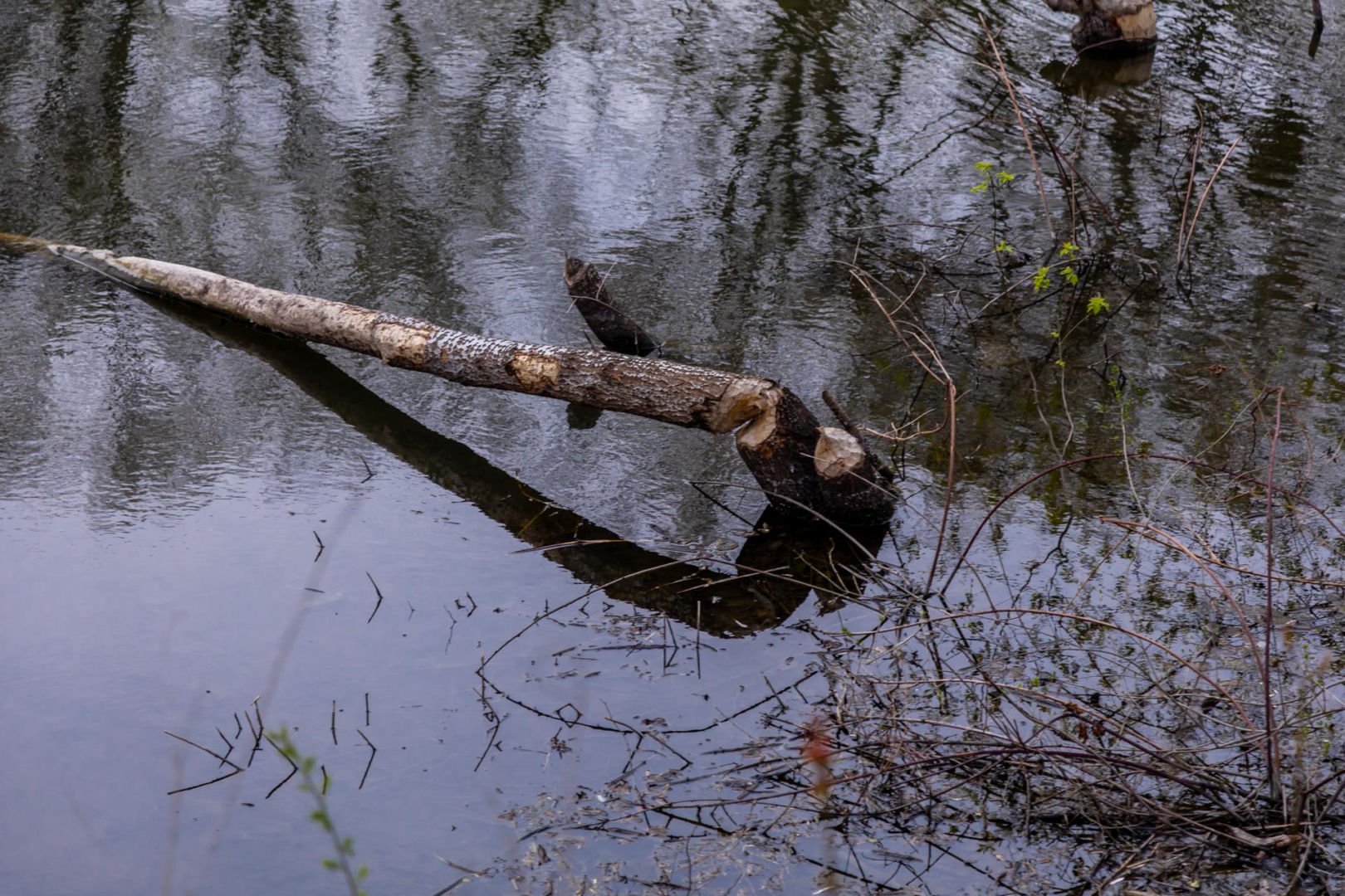 Bobrowe tamy na Potoku Służewieckim w Warszawie