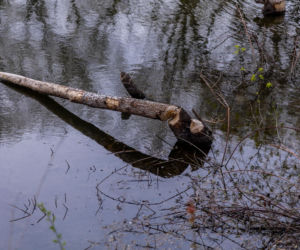 Bobrowe tamy na Potoku Służewieckim w Warszawie