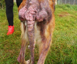 OTOZ Animals - Przytulisko w Dąbrówce. Pies Wiara