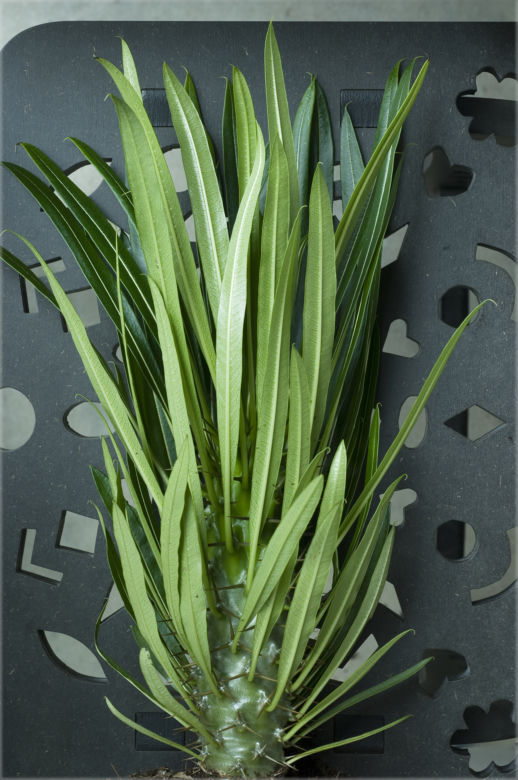 Pachypodium Lamera