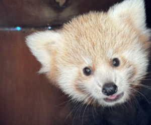 Niespodzianka w poznańskim zoo! Dwie pandki rude to dziewczynki. Imiona wybiorą wyjątkowe osoby