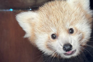 Niespodzianka w poznańskim zoo! Dwie pandki rude to dziewczynki. Imiona wybiorą wyjątkowe osoby