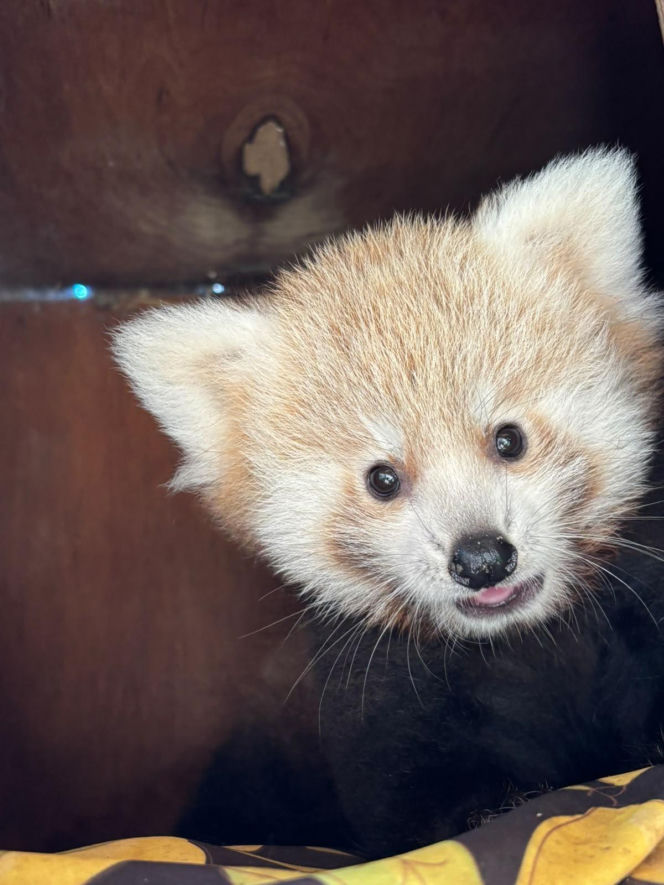 Niespodzianka w poznańskim zoo! Dwie pandki rude to dziewczynki. Imiona wybiorą wyjątkowe osoby