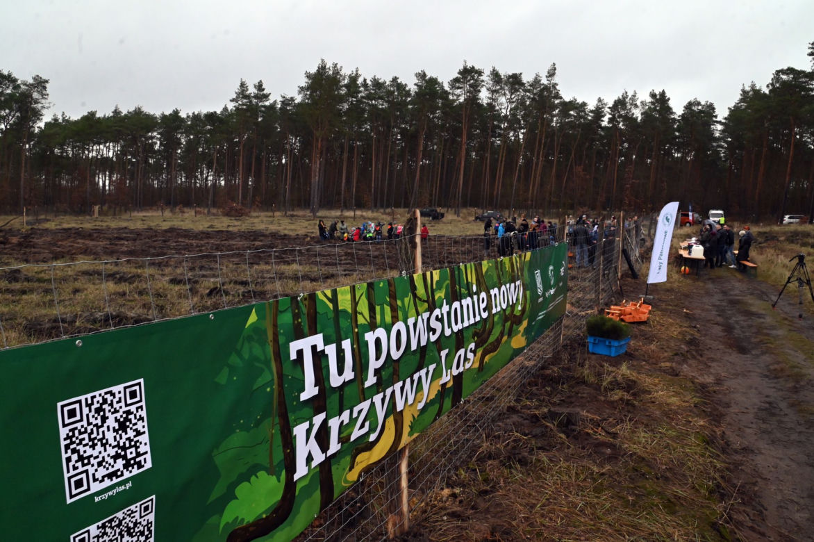 Posadzili nowy "krzywy las"
