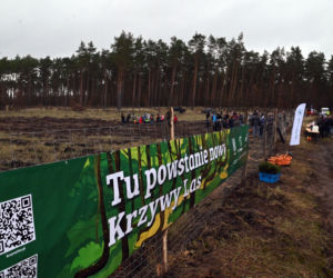 Posadzili nowy krzywy las