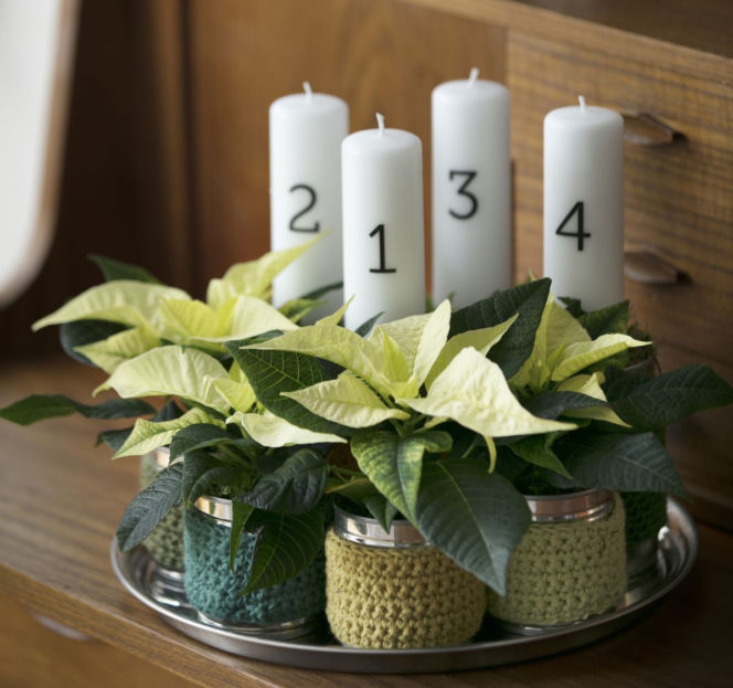 Wieniec adwentowy z białymi poinsecjami