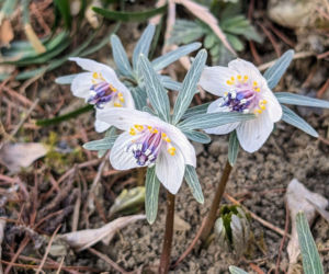 Eranthis pinnatifida