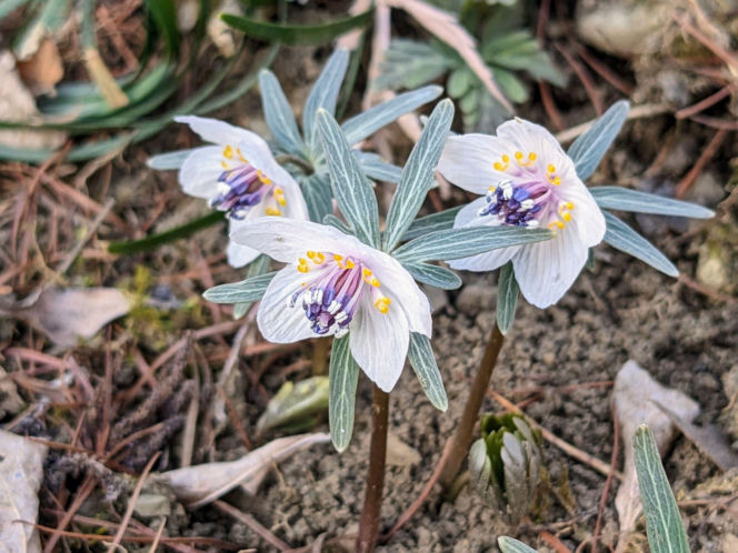 Eranthis pinnatifida