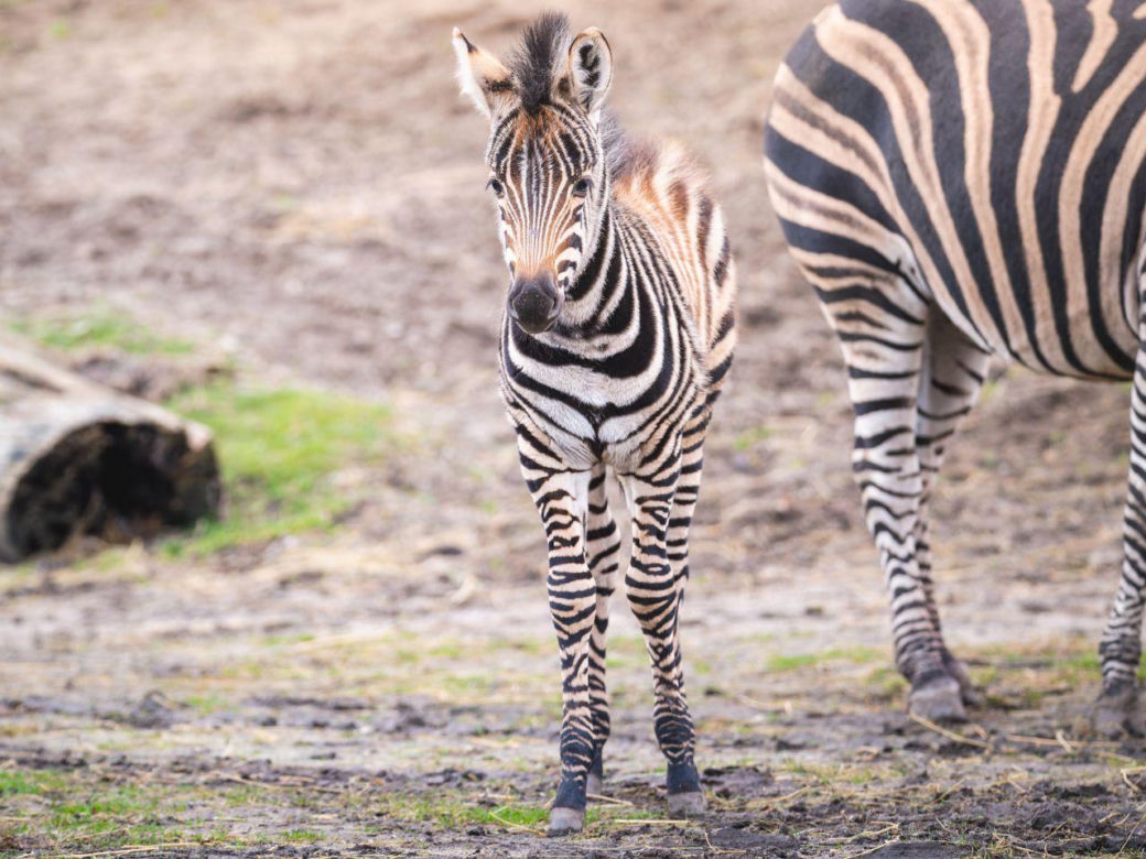 W ZOO Wrocław urodziła się nowa zebra