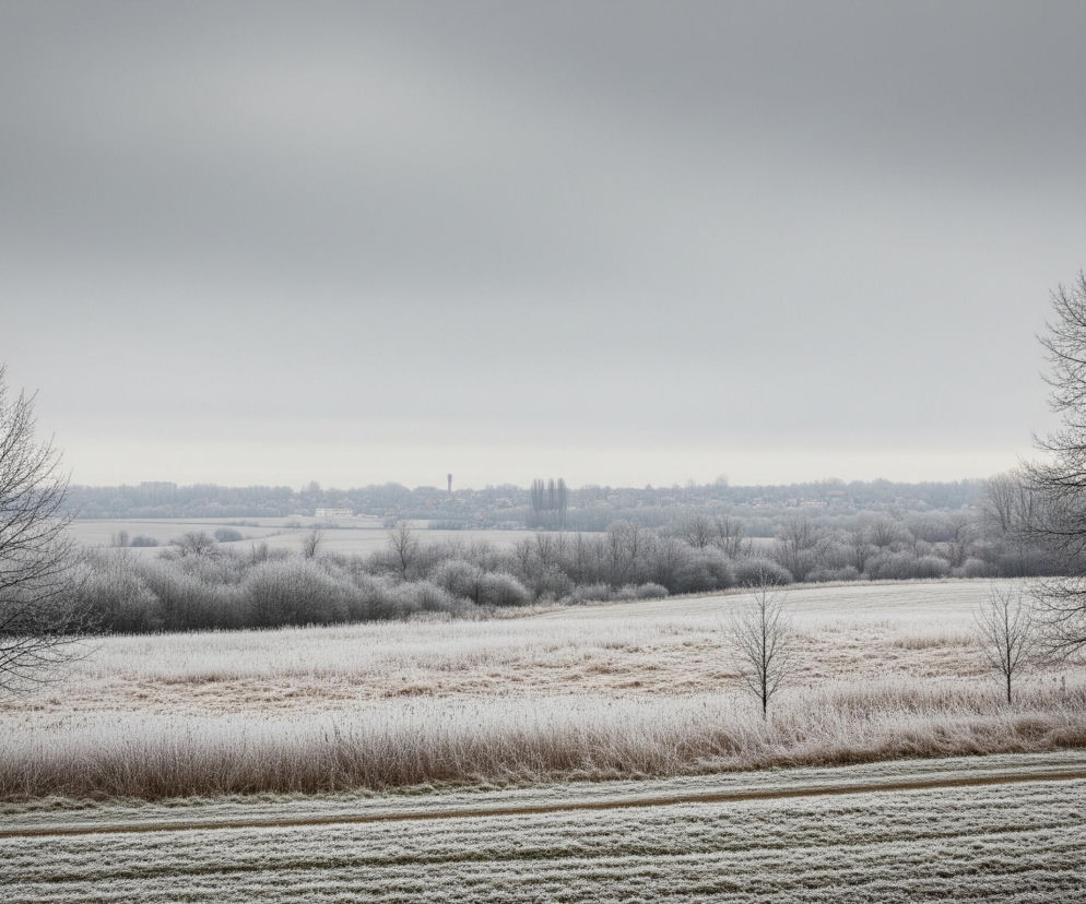 Rozległy, zimowy krajobraz ukazuje dwa samotne drzewa bez liści, jedno po lewej, drugie po prawej stronie kadru, otoczone polami pokrytymi szronem. Pomiędzy nimi rozciąga się równina, na której widać niskie, zalesione obszary oraz oddalone zabudowania miejskie pod szarym, jednolitym niebem. Na pierwszym planie widoczne są ścieżki lub ślady na zaśnieżonej ziemi.