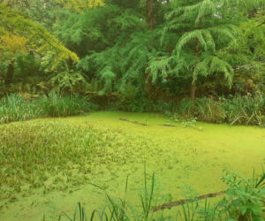 Arboretum Bolestraszyce