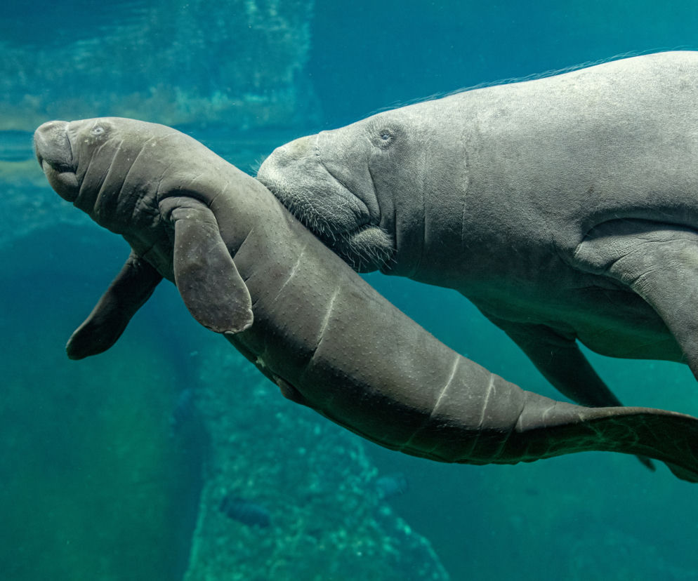 W zoo we Wrocławiu urodził się kolejny manat