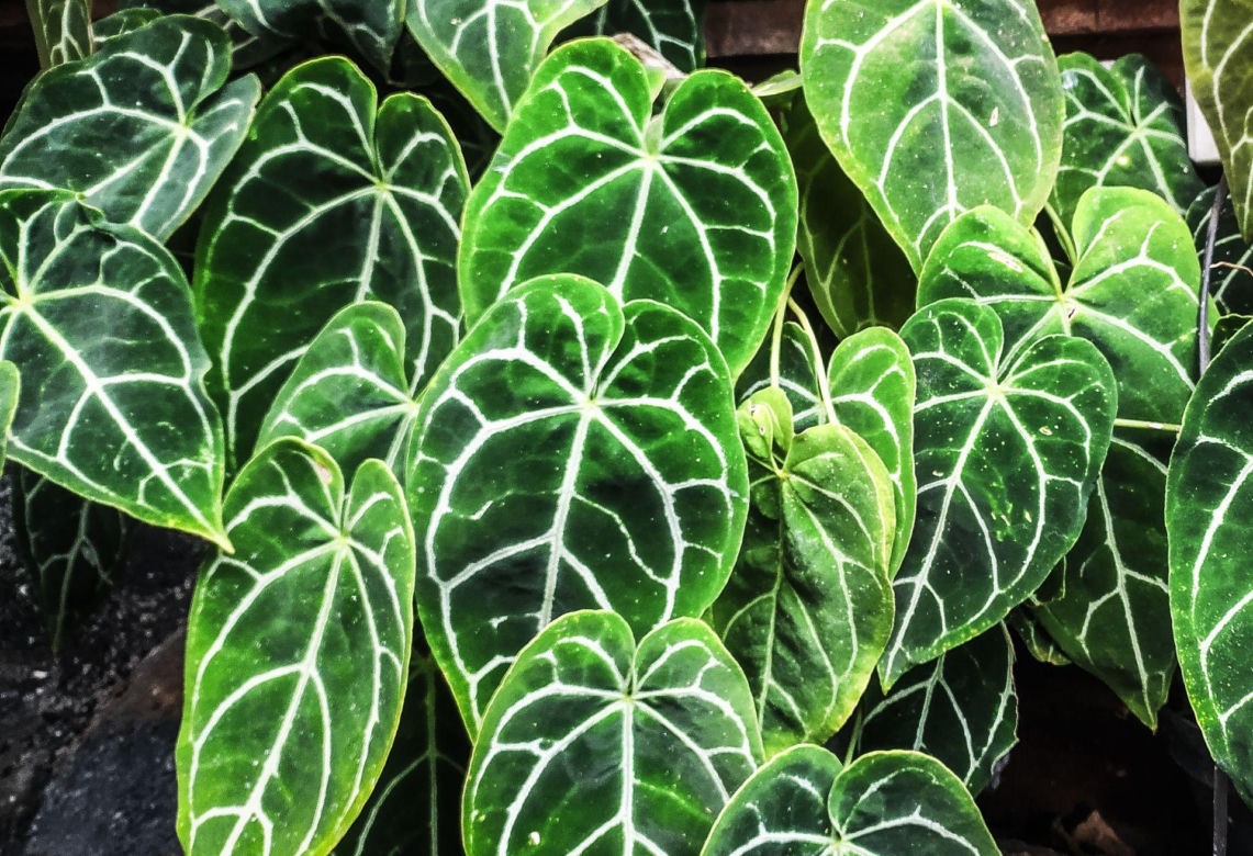 Anthurium clarinervium