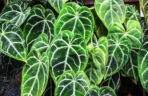 Anthurium clarinervium