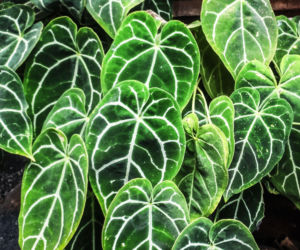 Anthurium clarinervium