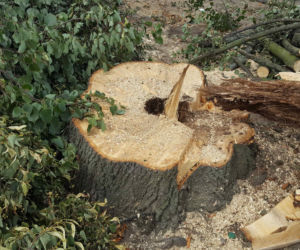 Były starsze od niejednego mieszkańca Leszna.  Z ul. Szybowników znikają dorodne lipy