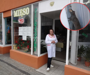 SZCZUR PUŚCI MNIE Z TORBAMI.