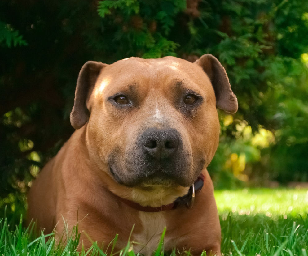 Amstaff