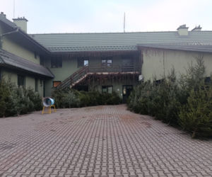 Choinka prosto z lasu! Nadleśnictwa ruszyły ze sprzedażą drzewek 