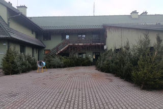 Choinka prosto z lasu! Nadleśnictwa ruszyły ze sprzedażą drzewek 