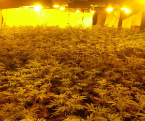 Takiej plantacji konopi małopolscy policjanci dawno nie widzieli. 2800 krzaków i 36,5 kg suszu [ZDJĘCIA, WIDEO]