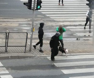 Świnia skradziona w centrum Warszawy