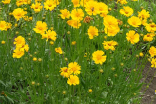 Nachyłek lancetowaty - Coreopsis lanceolata