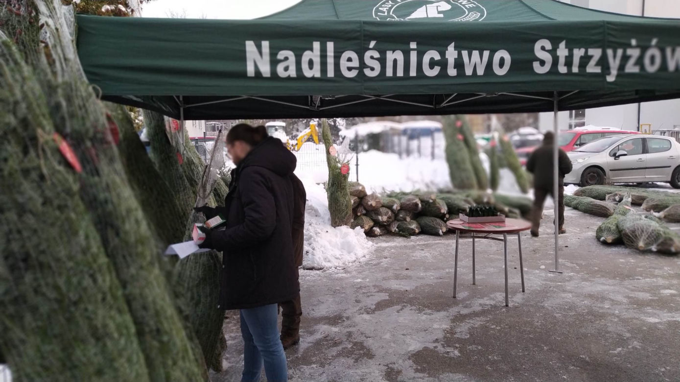 Duże zainteresowanie choinkami za oddanie krwi. 100 sztuk poszło w kilka godzin! 