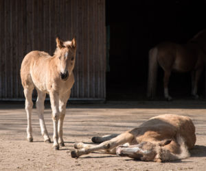 Dik Haflingery