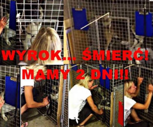 Wyrok śmierci na psa za ugryzienie w obronie własnej! Polka mieszkająca w Irlandii prosi o wsparcie