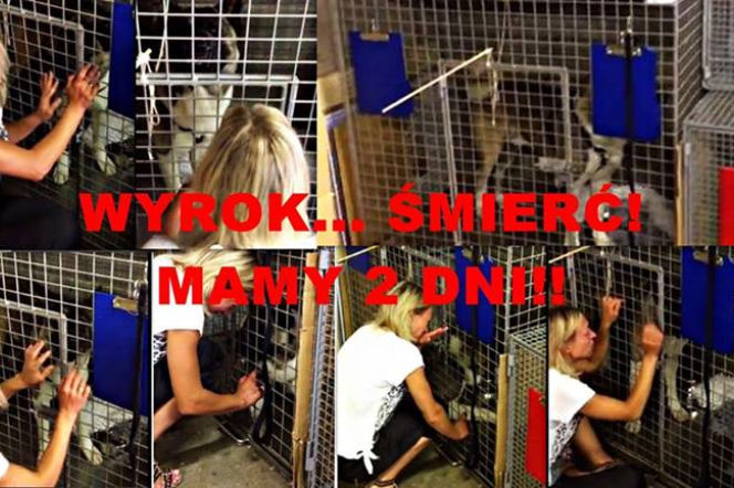 Wyrok śmierci na psa za ugryzienie w obronie własnej! Polka mieszkająca w Irlandii prosi o wsparcie