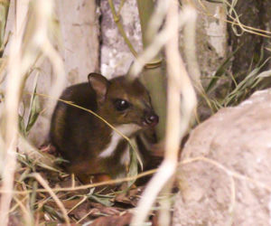 Malutki myszojeleń w Warszawskim ZOO