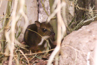 Malutki myszojeleń w Warszawskim ZOO