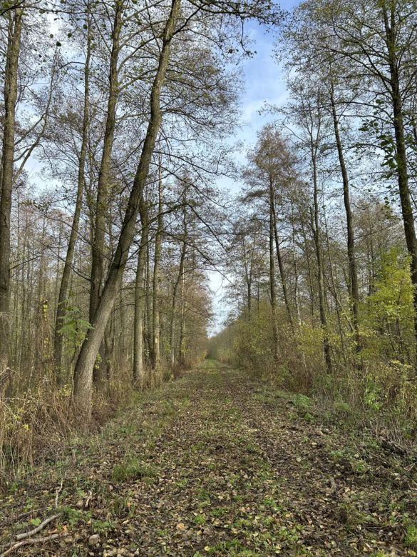 Mokradła niedaleko Grąblina