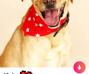Bezdomne psiaki szukają nowego domu na Tinderze. To nowa akcja organizacji Bieg na sześć łap