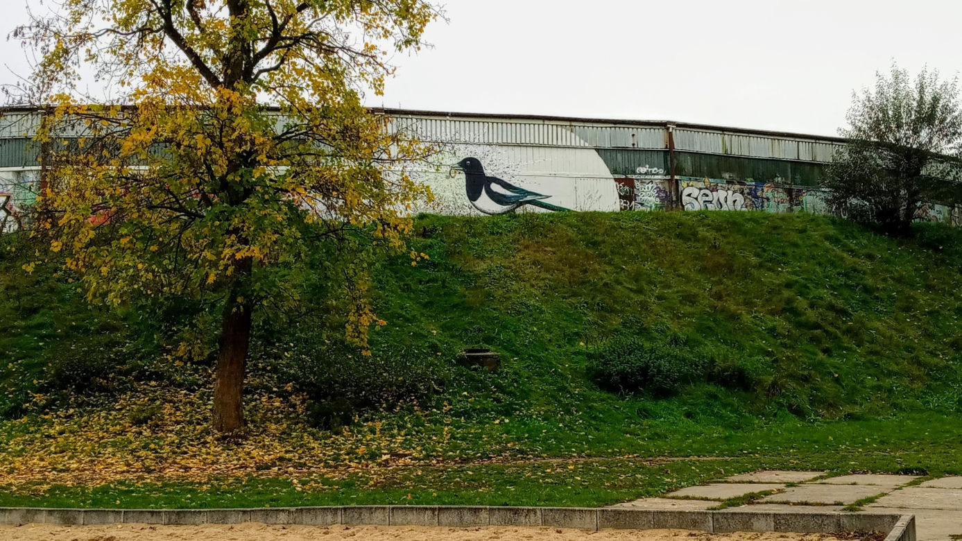 Sroka na szczecińskim torze kolarskim
