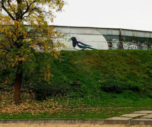 Sroka na szczecińskim torze kolarskim