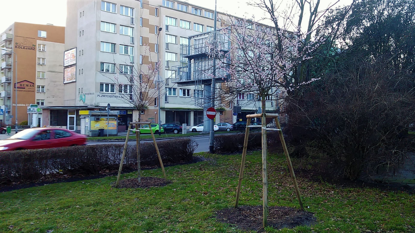 Przy Bramie Portowej na początku stycznia zakwitły drzewa