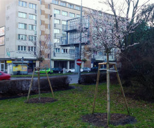 Przy Bramie Portowej na początku stycznia zakwitły drzewa
