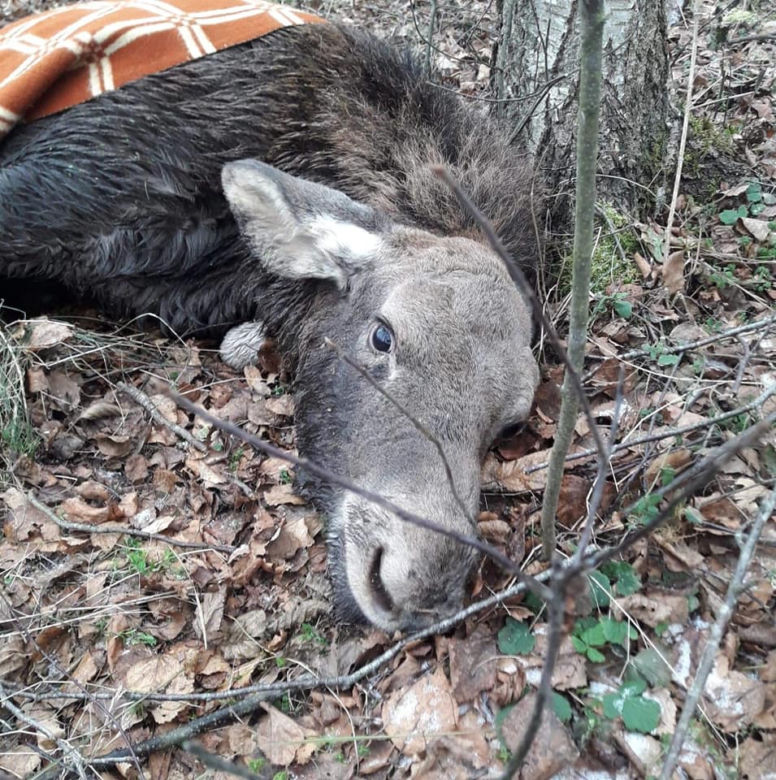 Rogożynek. Młody łoś utknął w rowie. Wyciągnęli go strażacy OSP [ZDJĘCIA]