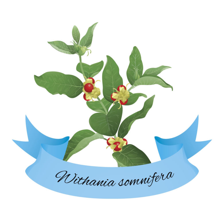 Ashwagandha (indyjski żeń szeń)