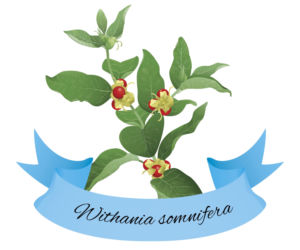 Ashwagandha (indyjski żeń szeń)