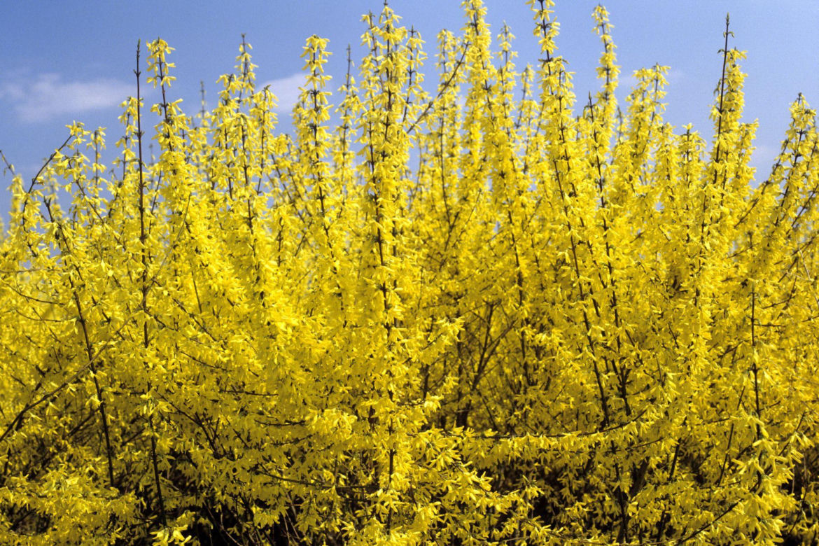Forsycja pośrednia