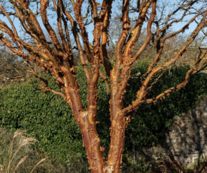 Klon strzępiastokory