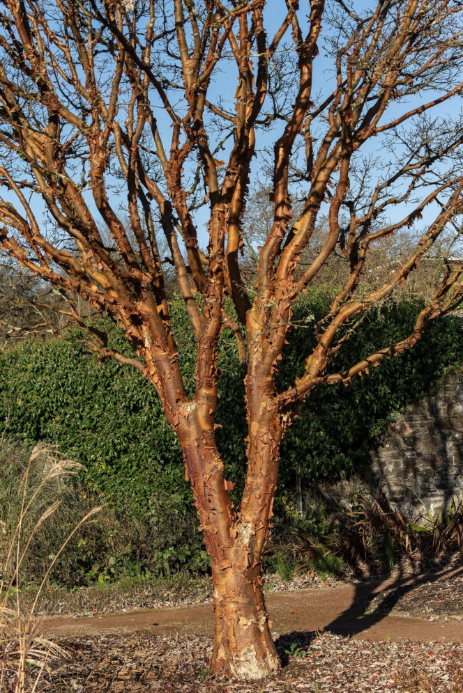 Klon strzępiastokory