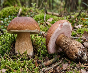 Sezon na grzyby w pełni. Zobacz, jak odróżnić borowika od niejadalnego sobowtóra i gdzie szukać okazów