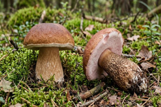 Sezon na grzyby w pełni. Zobacz, jak odróżnić borowika od niejadalnego sobowtóra i gdzie szukać okazów
