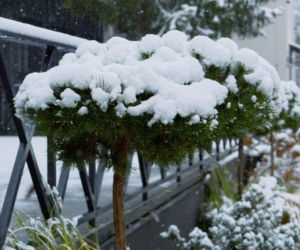 Zimowa pielęgnacja iglaków w donicach. Mamy wskazówki