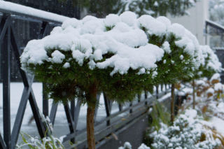 Zimowa pielęgnacja iglaków w donicach. Mamy wskazówki