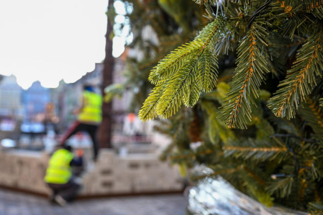 Trwa montaż choinki i świątecznych iluminacji
